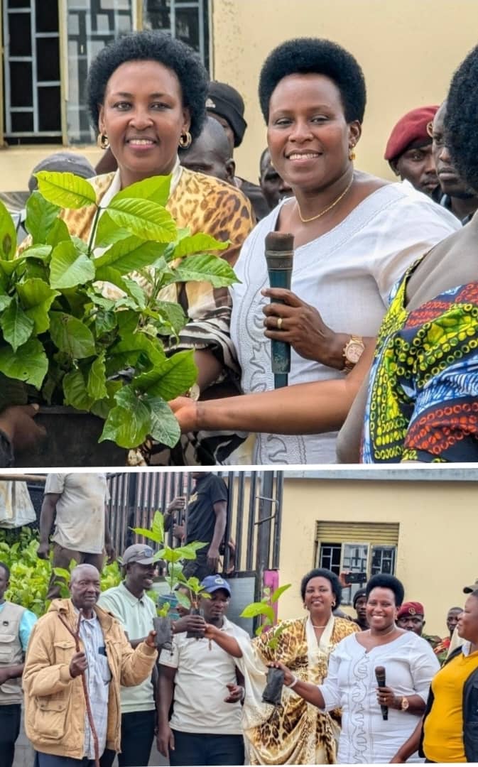 KAZO DISTRICT RECEIVES 80,000 COFFEE SEEDLINGS LOBBIED BY HON. MOLLY NAWE KAMUKAMA.